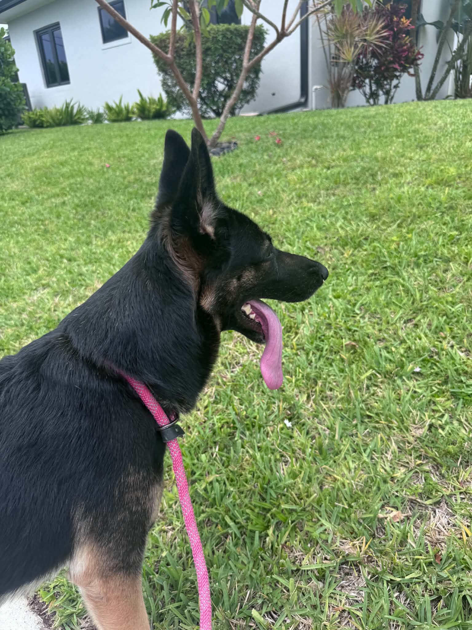 Kiiba - German Shepherd Dog