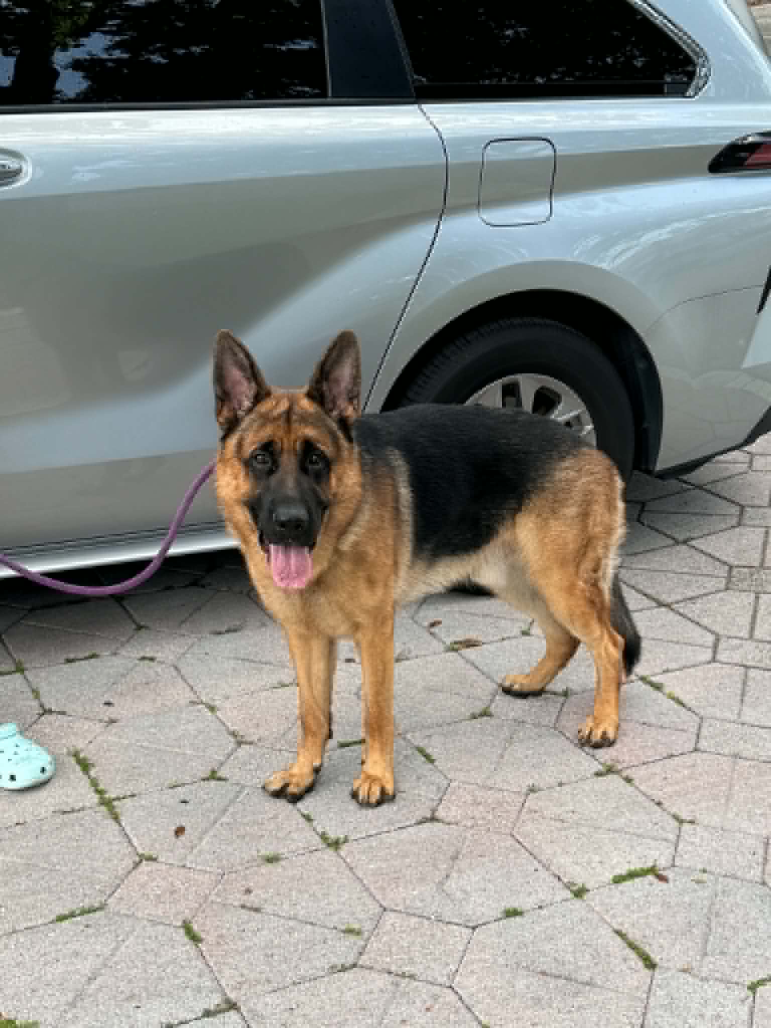 Hunter - German Shepherd Dog