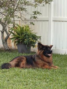 Toro image 1
