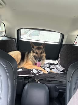 Bruno image 4