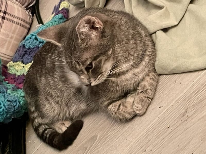Puss In Boots - Domestic Short Hair