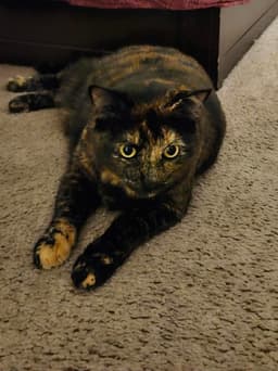 Reese image 1