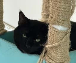 Boo image 1
