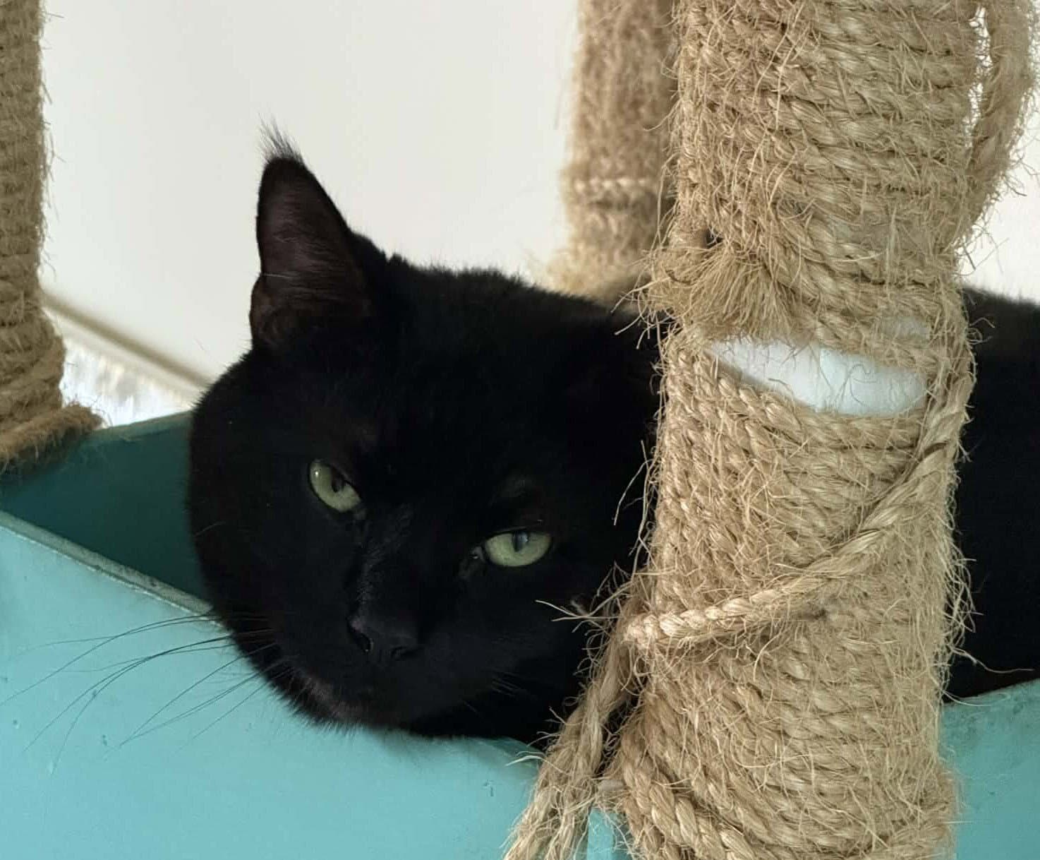 Boo - Domestic Short Hair
