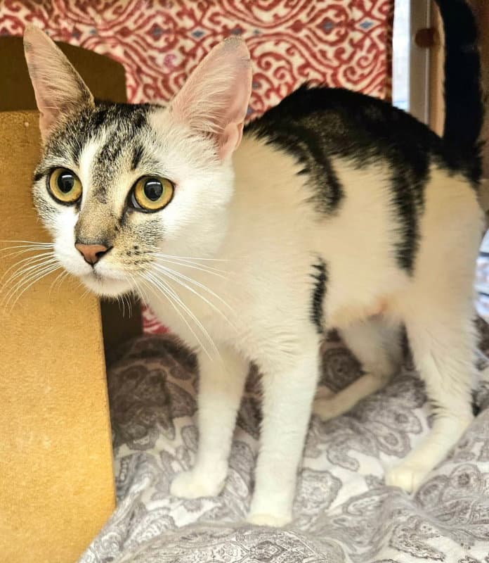 Violet - Domestic Short Hair