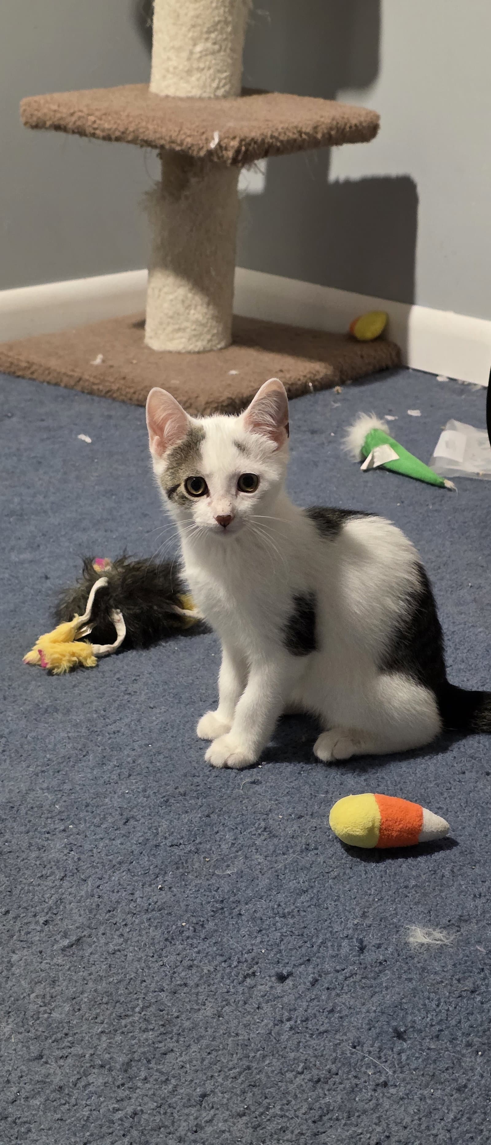 Benedict - Domestic Short Hair