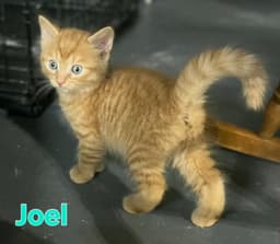 Joel image 1