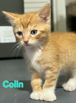 Collin image 1