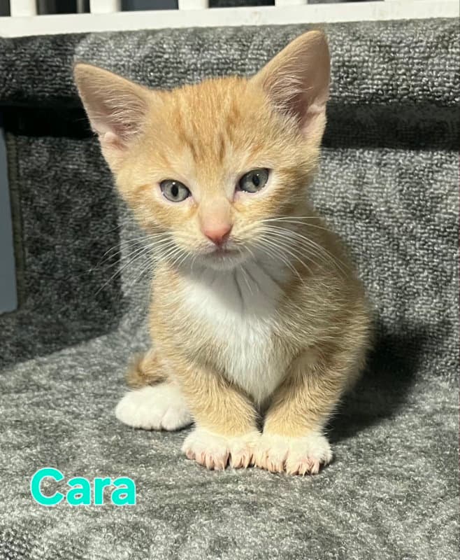 Cara - Domestic Short Hair