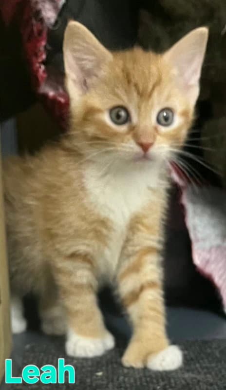 Leah - Domestic Short Hair