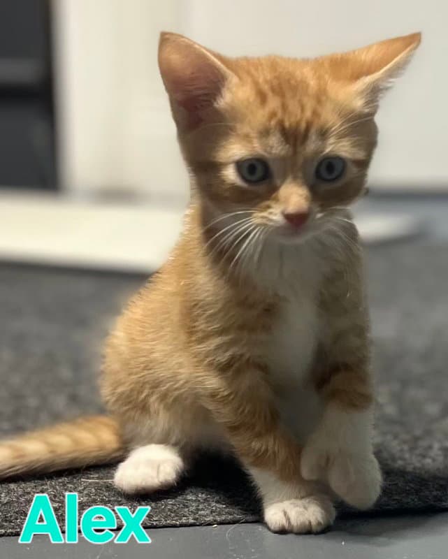 Alex - Domestic Short Hair