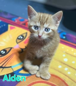 Aiden image 1