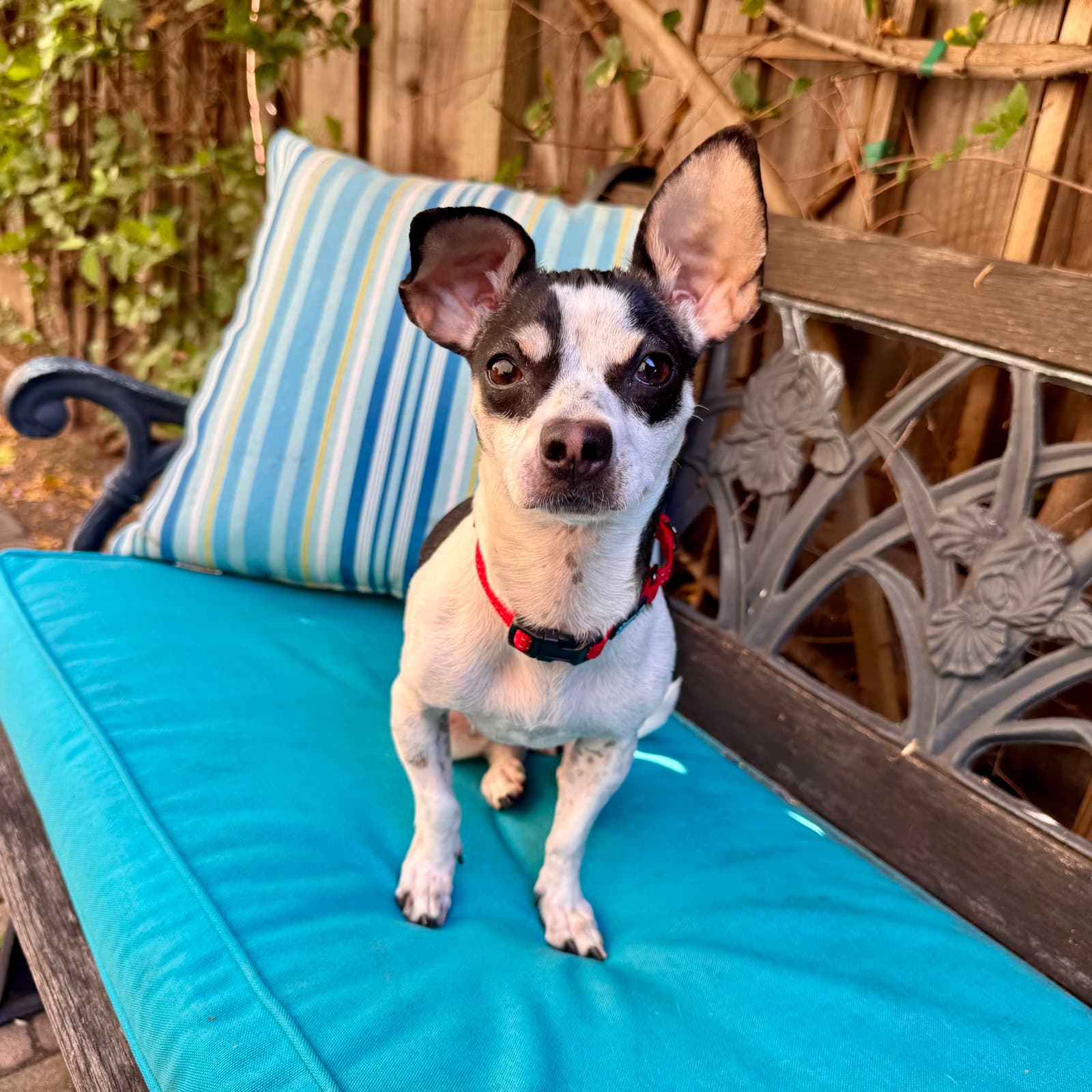 Dottie - Chihuahua