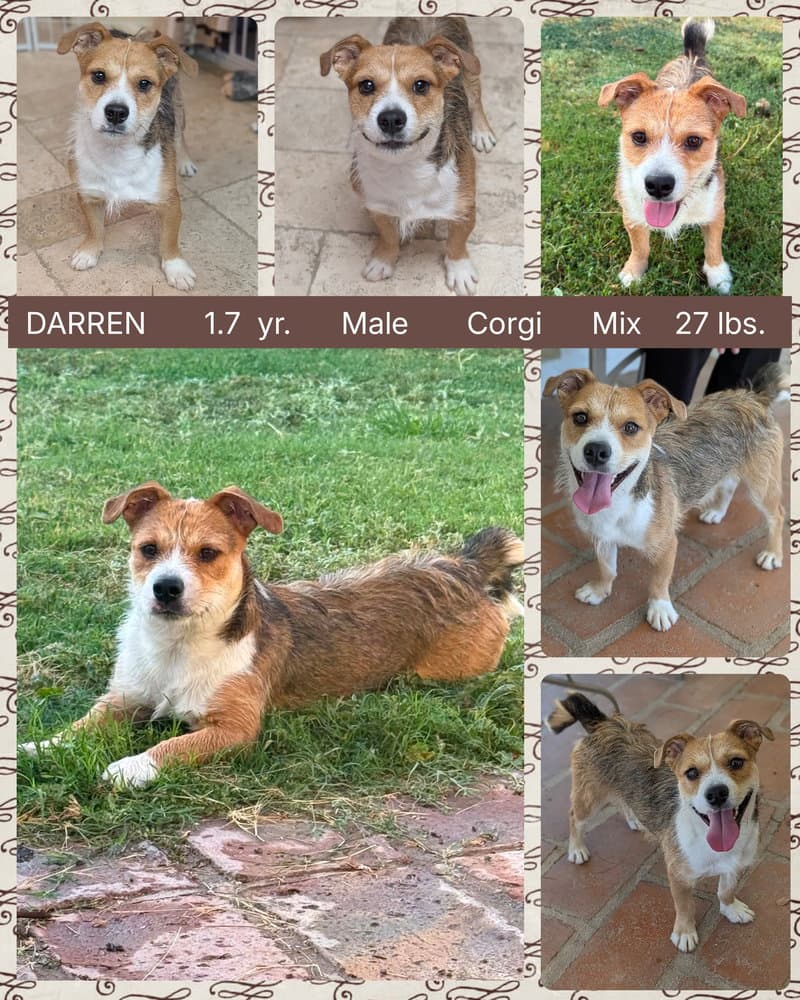 Darren - Corgi
