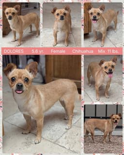 Dolores image 1