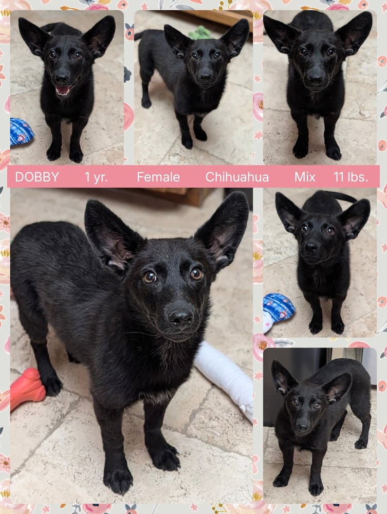 Dobby - Chihuahua