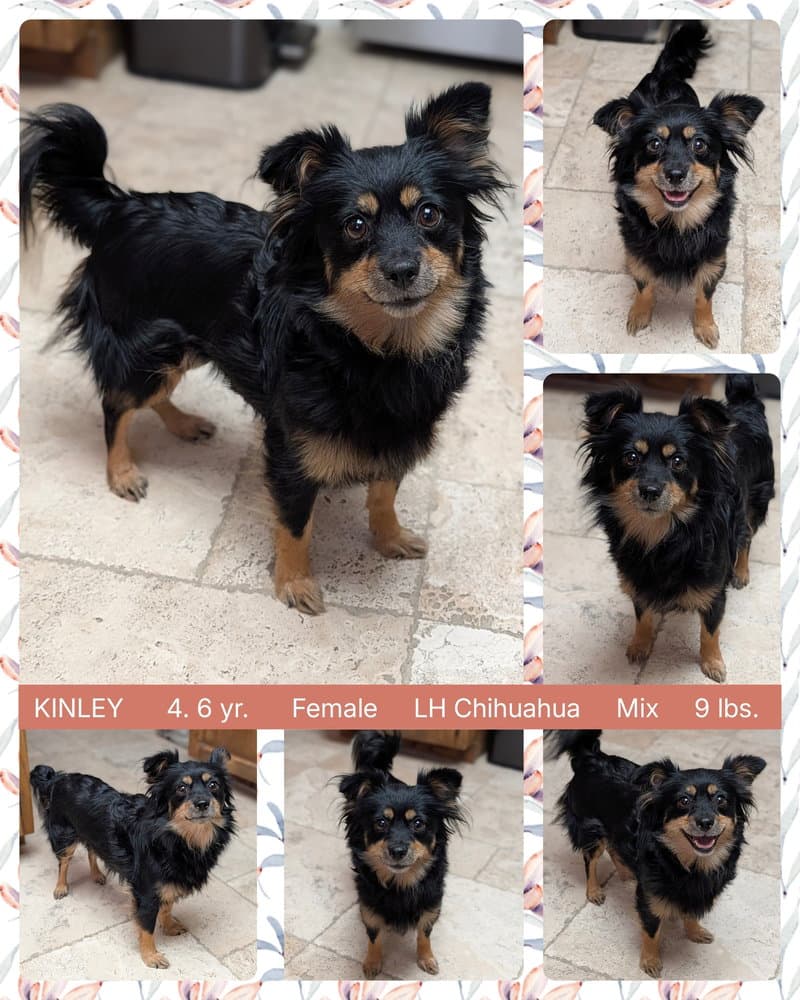 Kinley - Chihuahua
