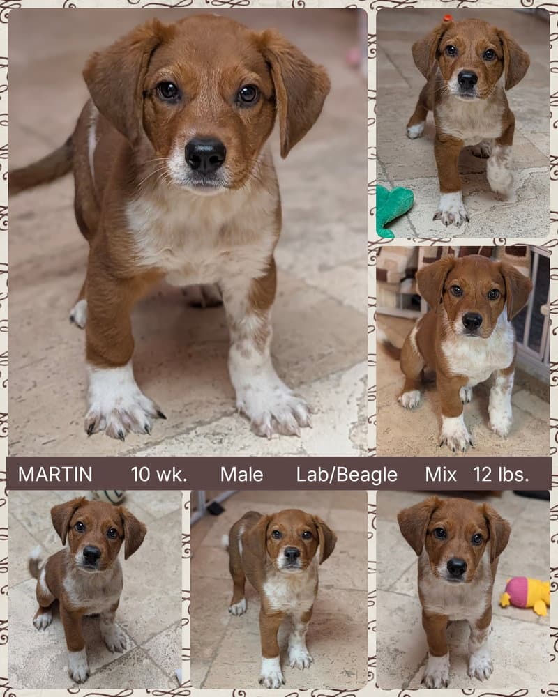 Martin - Labrador Retriever
