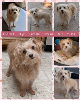 Gretel image 1