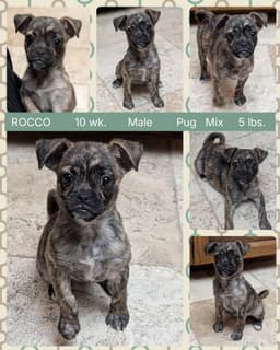 Rocco image 1