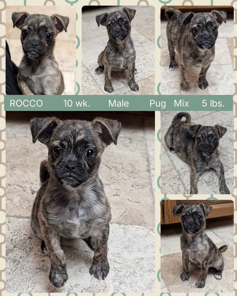 Rocco - Pug