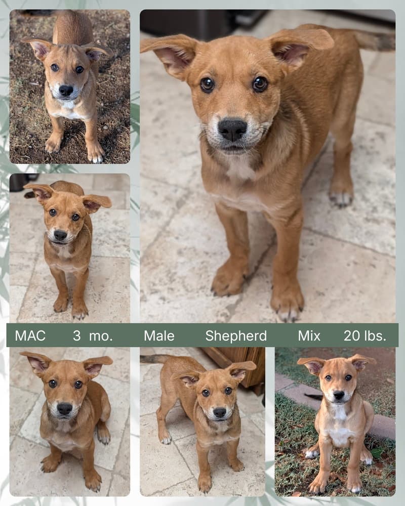 Mac - Shepherd