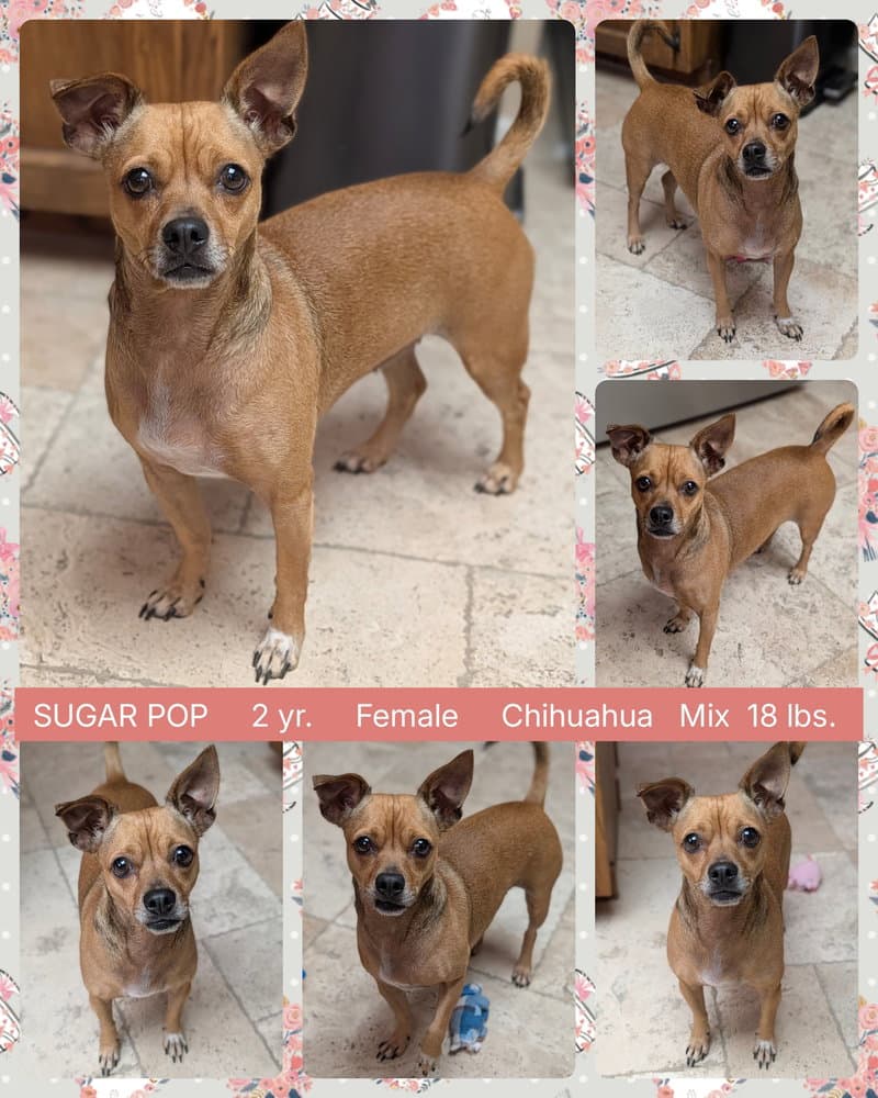 Sugar Pop - Chihuahua