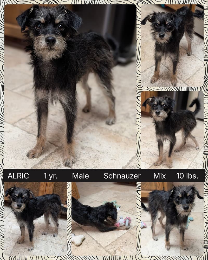 Alric - Schnauzer