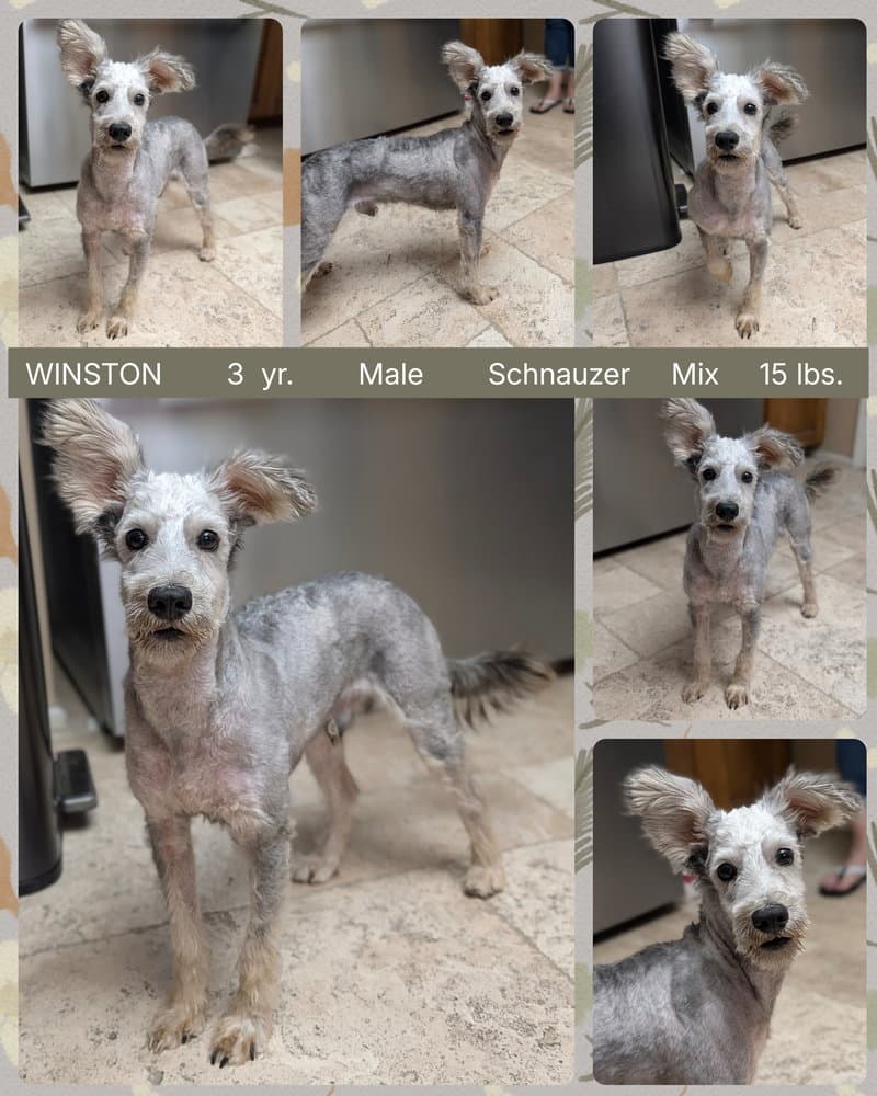 Winston - Schnauzer