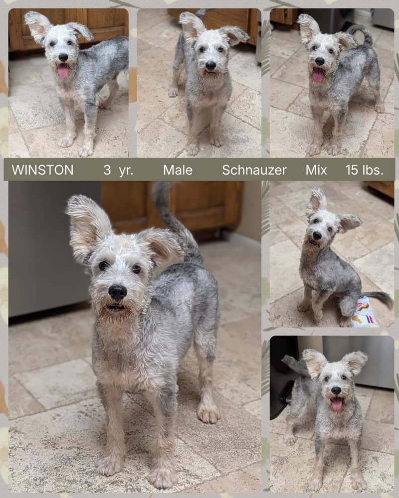 Winston - Schnauzer