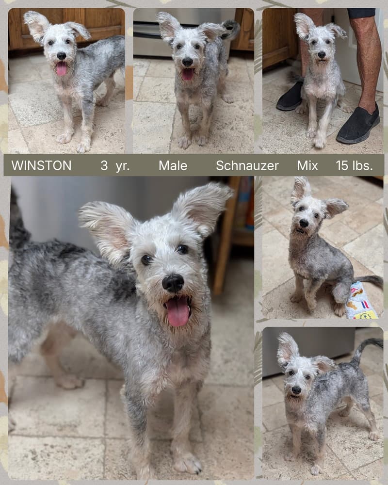 Winston - Schnauzer