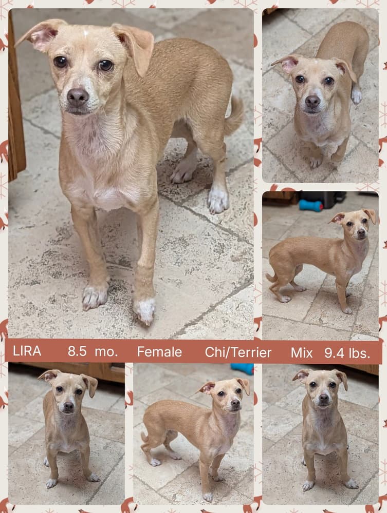 Lira - Chihuahua