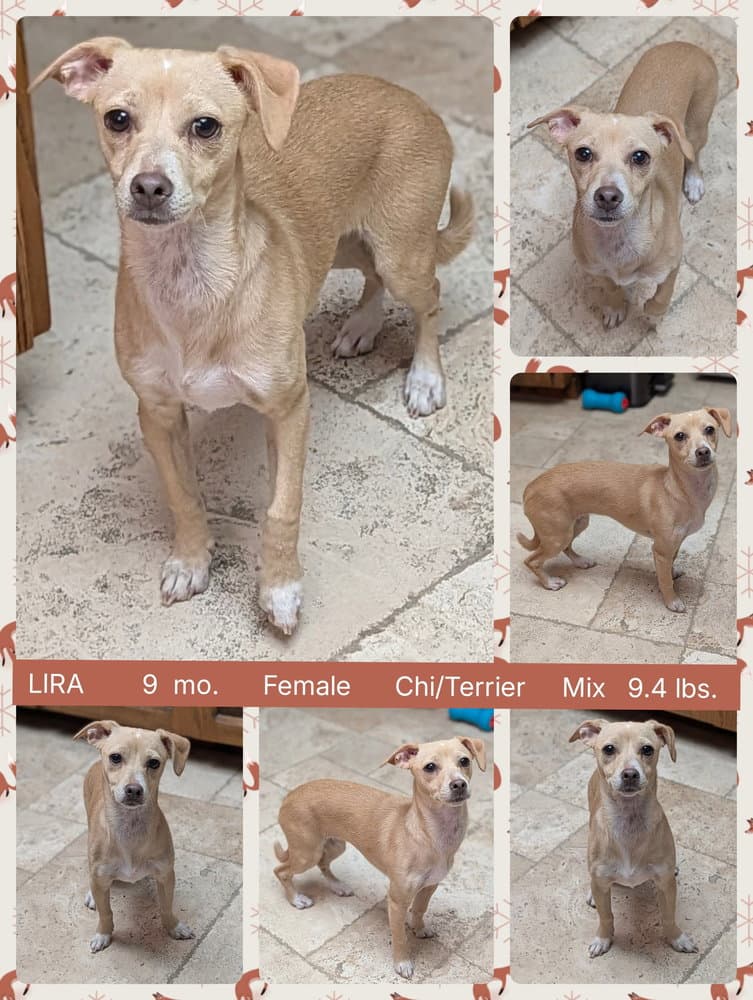 Lira - Chihuahua