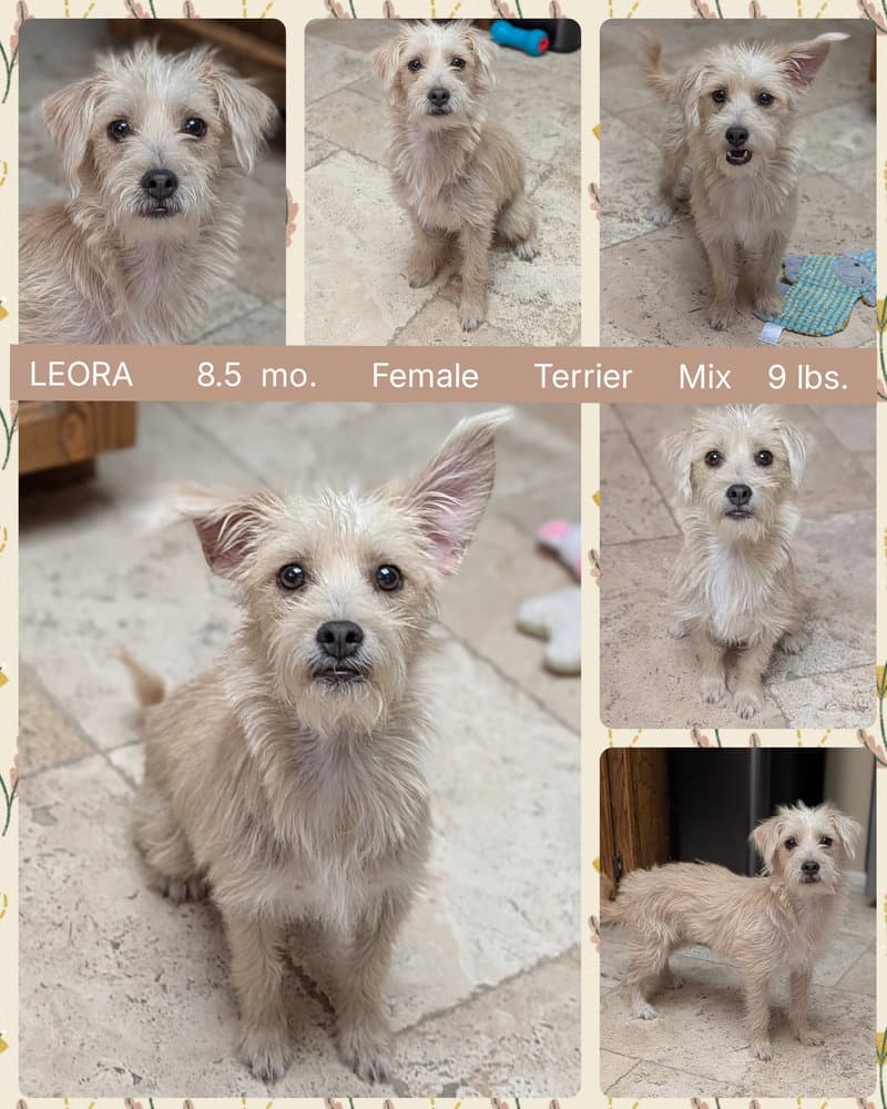 Leora - Terrier