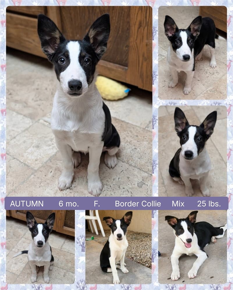 Autumn - Border Collie