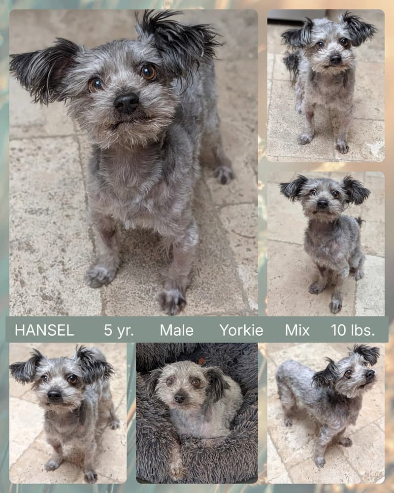 Hansel - Yorkshire Terrier Yorkie