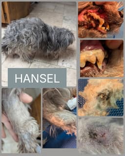 Hansel image 3