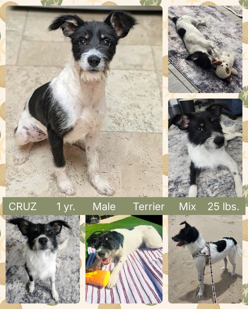 Cruz - Schnauzer