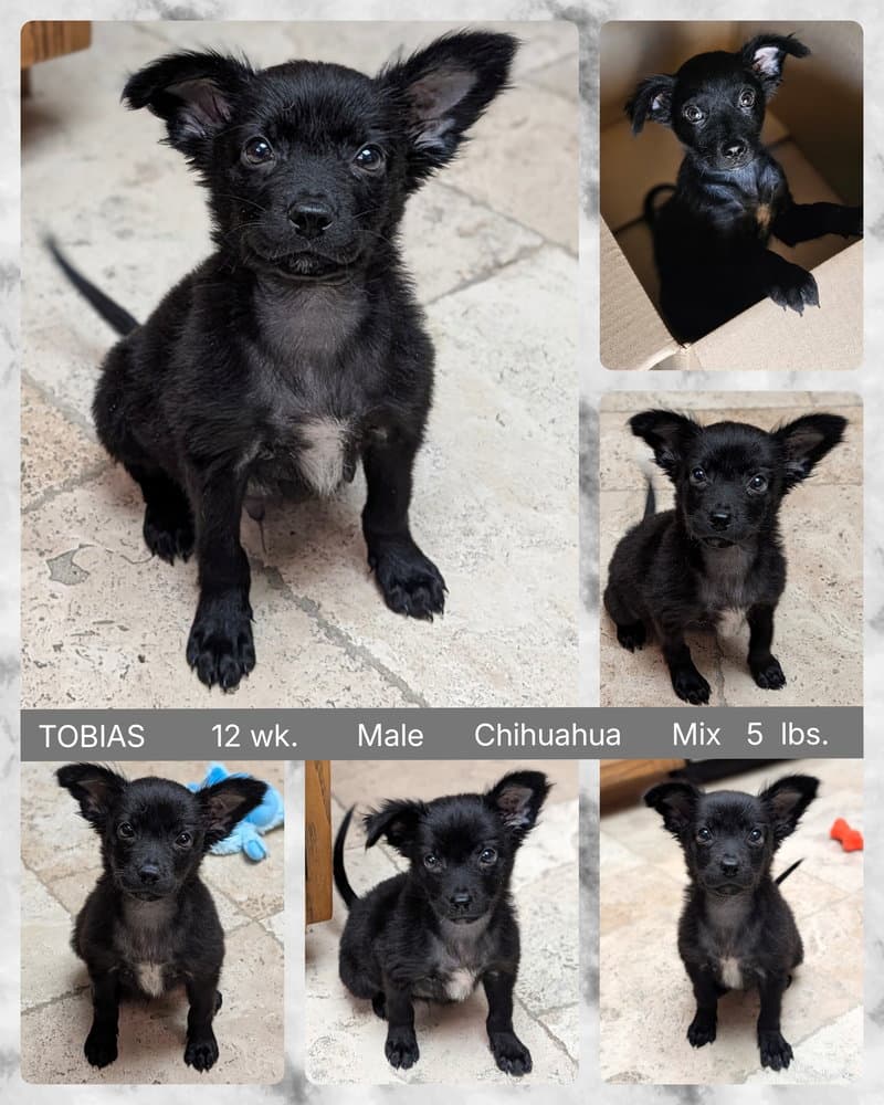 Tobias - Chihuahua