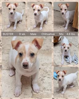Buster image 1