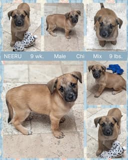 Neeru image 1
