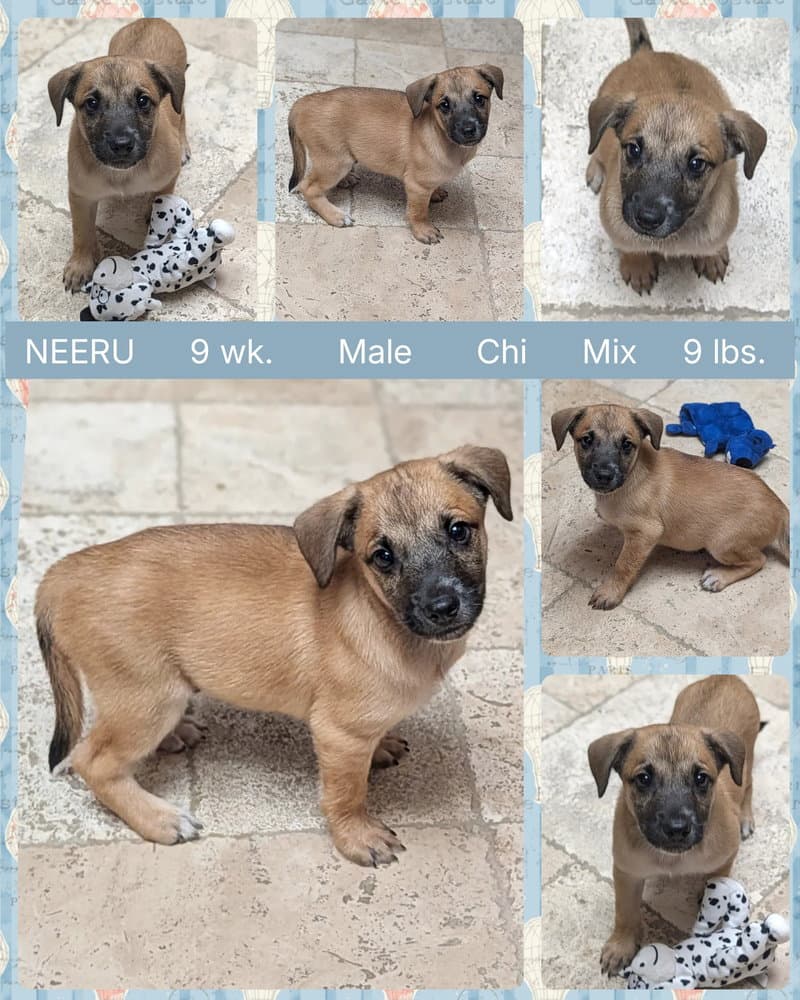 Neeru - Dachshund