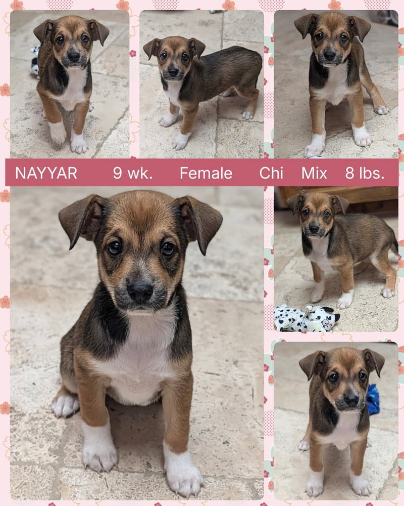 Nayyar - Dachshund