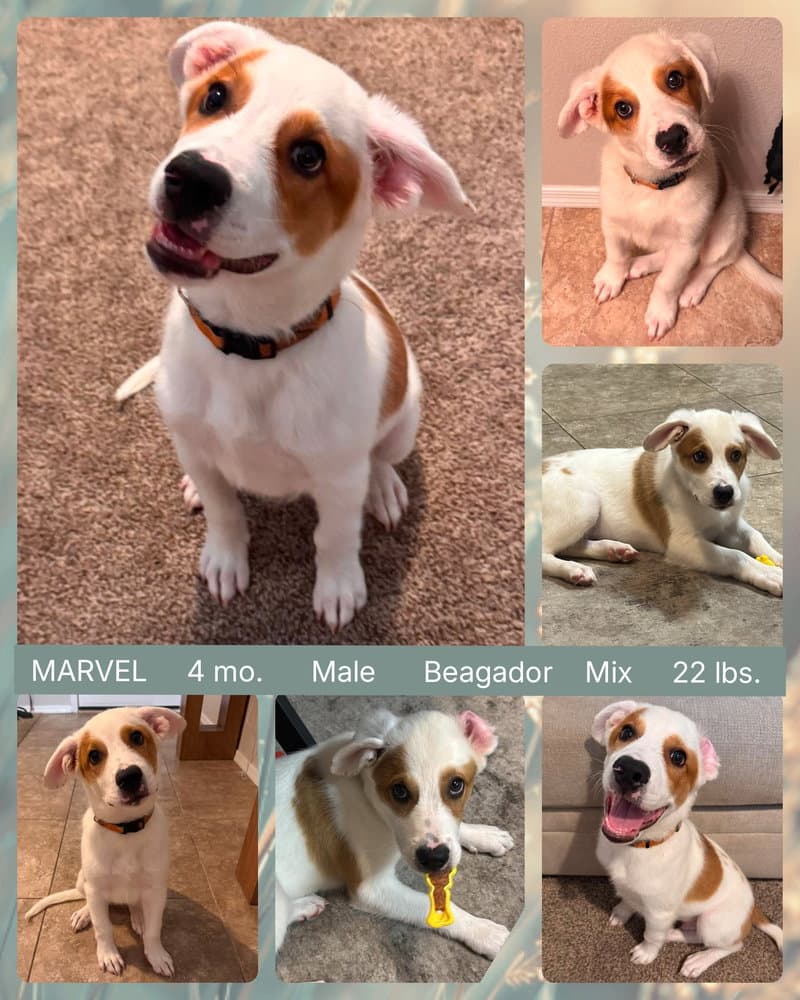 Marvel - Labrador Retriever