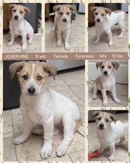 Josephine image 1