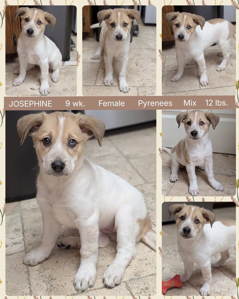 Josephine - Great Pyrenees