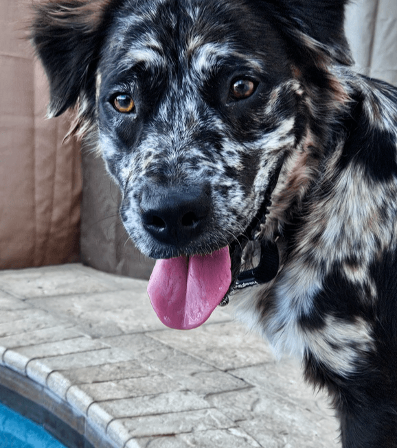 Gemini Zod - Australian Shepherd