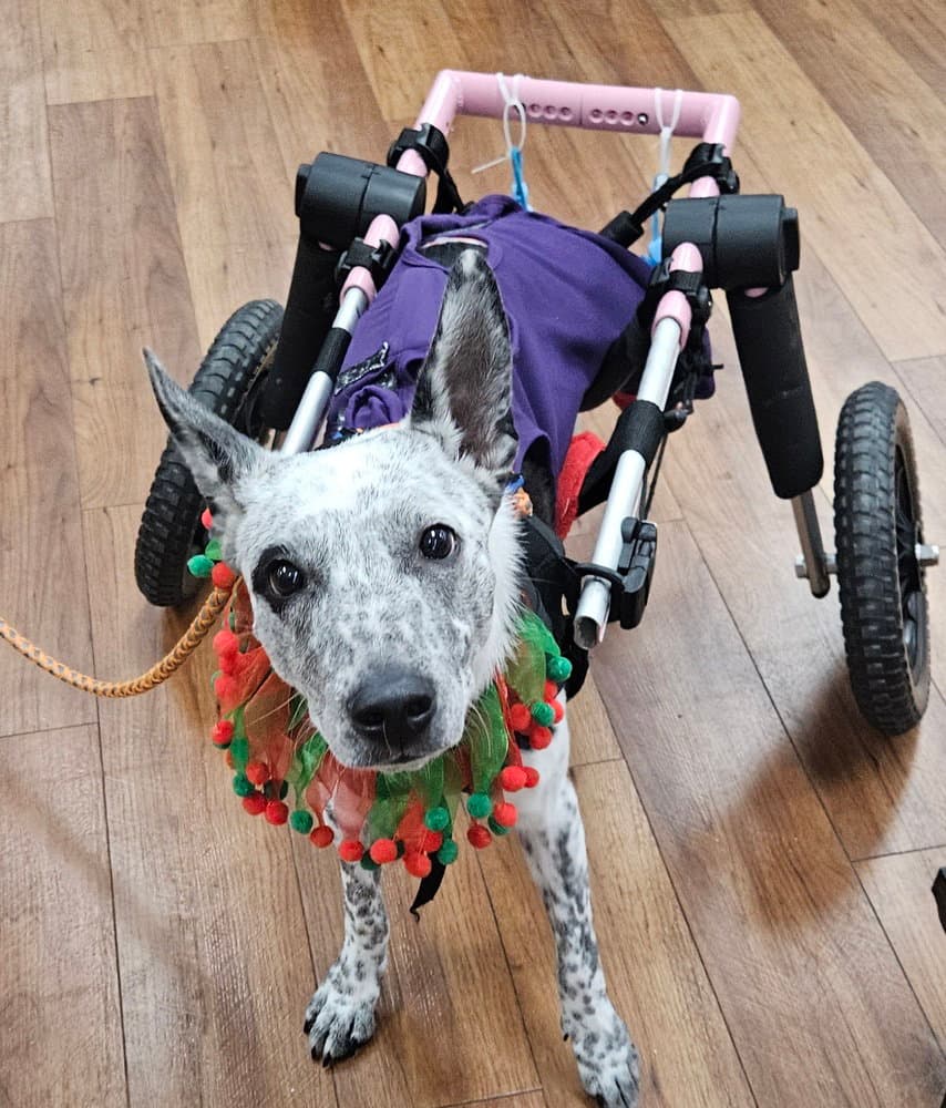 Phoenix - Australian Cattle Dog/Blue Heeler