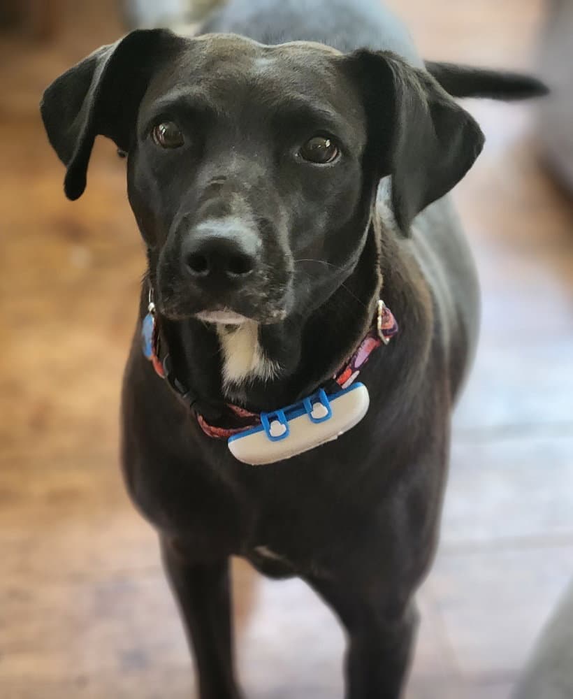 Audra - Labrador Retriever
