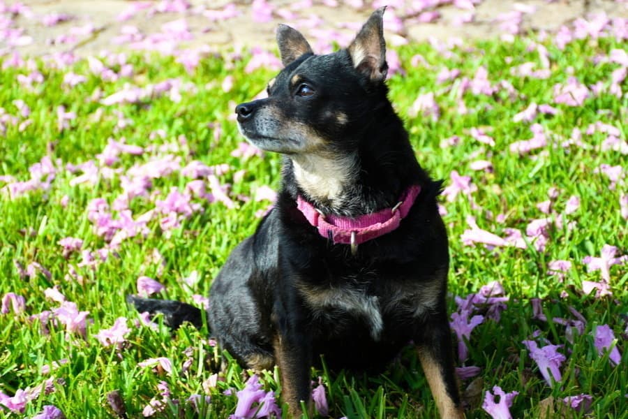Kennedy - Chihuahua